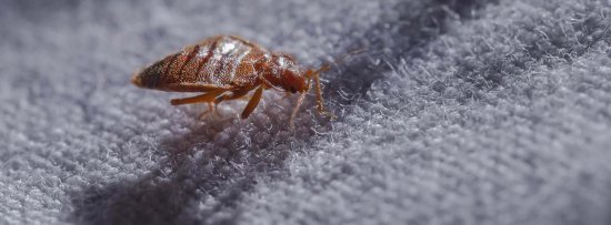 Уничтожение клопов: Эффективные методы борьбы с назойливыми насекомыми