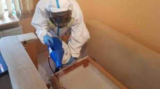 Уничтожение тараканов и клопов: эффективные методы борьбы